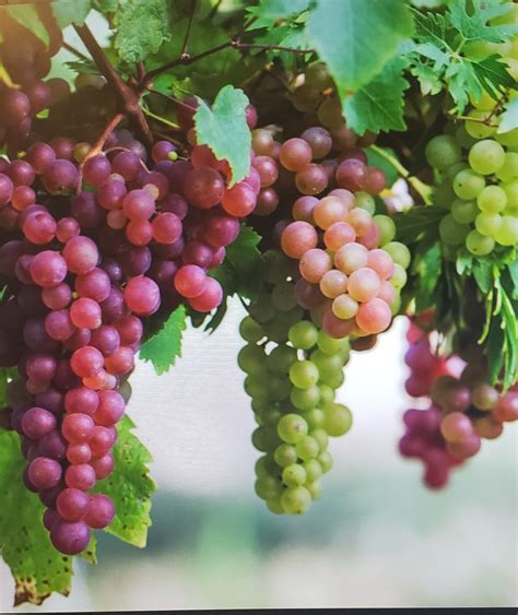 grape vine homestead memoirs