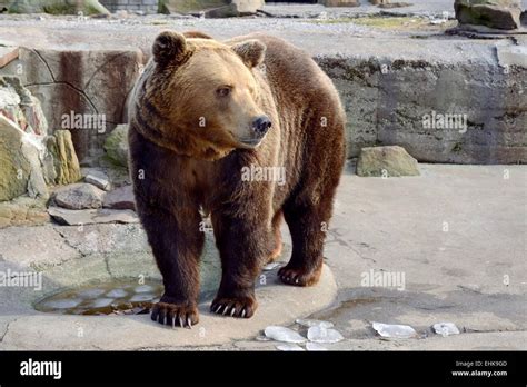 Big Brown Bear Stock Photo Alamy