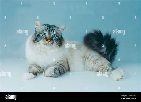 Birman Seal Tabby Laying Stock Photo - Alamy