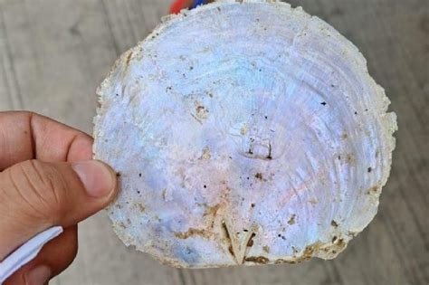 Sako-sakong Capiz shells kinumpiska sa Ormoc City | ABS-CBN News