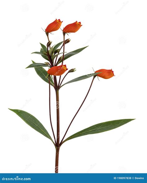 Seemannia Flower, Bolivian Sunset Plant, Gloxinia Sylvatica Flowers