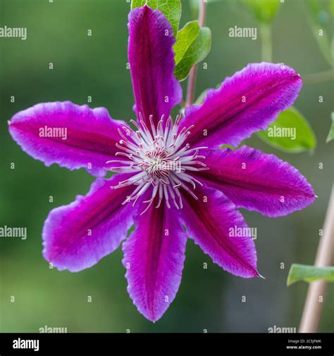 'Doctor Ruppel' Early Large-flowered group, Klematis (Clematis Stock ...