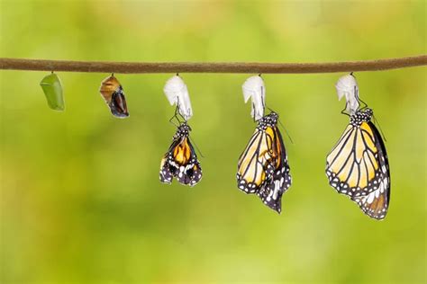 Isolated transformation of Lime Butterfly — Stock Photo © mathisa ...