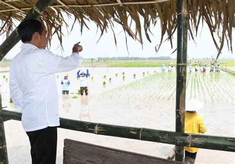 Tanam Padi Bareng Petani Tuban Jokowi Apresiasi Penggunaan Pupuk