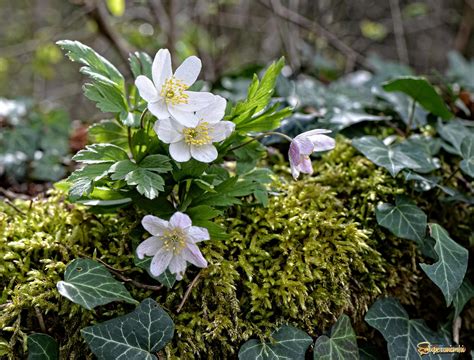 Ветреница лесная | Фотосайт СуперСнимки.Ру