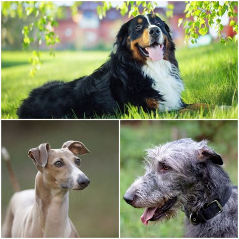 Calm Dog Breeds: Perfect Companions for Stress-Free Living