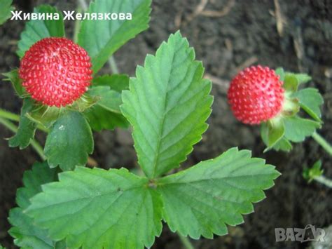 Декоративна ягода в Градински цветя и растения в гр. Варна - ID38676479 ...