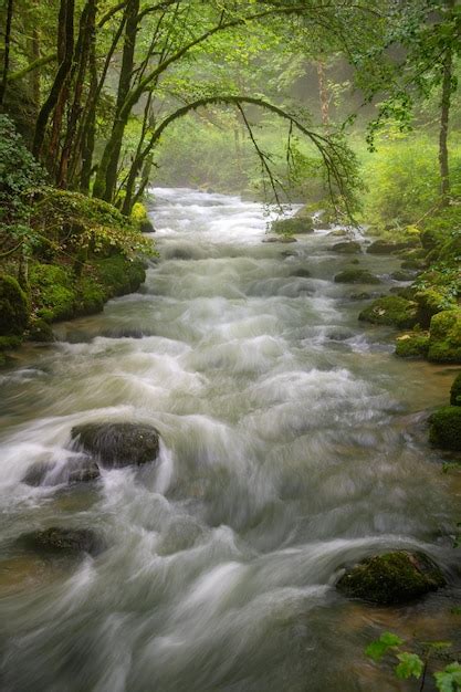 Premium Photo A Stream Surrounded By Green Plants