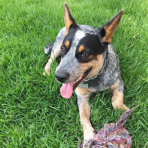 farm dog breeds  living   country ilovedogscutecom