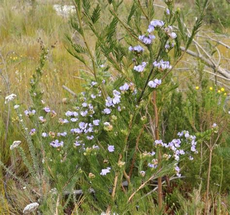 flashy fountainbush psoralea speciosa botanical realm