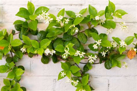 Confederate Jasmine Ground Cover