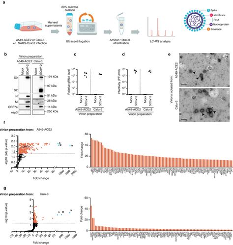 A Ace Cells Thermo Fisher Bioz