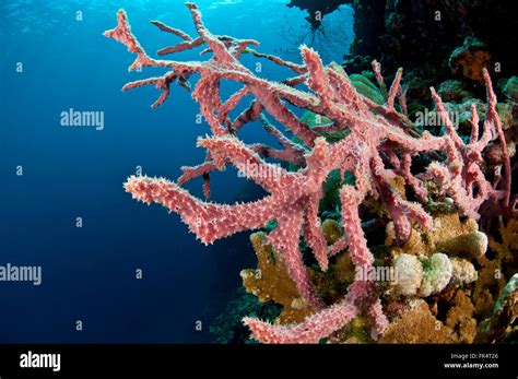 asia marine biodiversity  res stock photography  images alamy