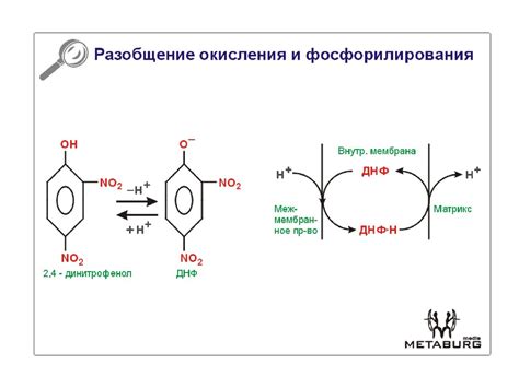 АТФ-синтаза - презентация онлайн