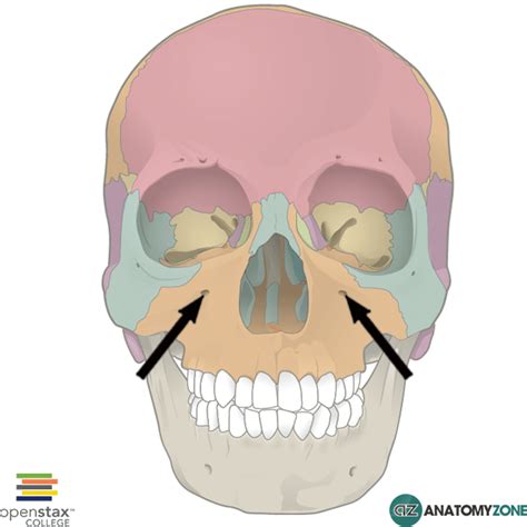 Infraorbital Foramen Anatomyzone