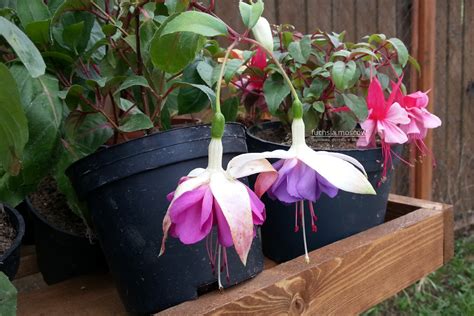 Фуксия Sir Matt Busby (43 фото) » НА ДАЧЕ ФОТО