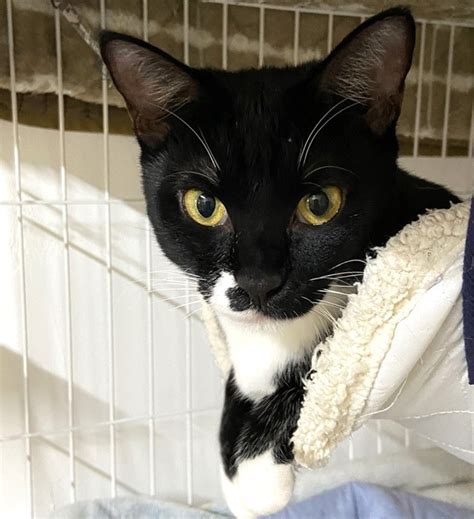 30日画像参加ネコ ～ななおちゃん ♀ ～ つるみ・猫のカギしっぽ