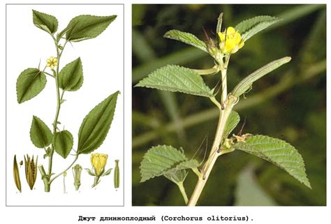 Растение Джут Картинки – Telegraph