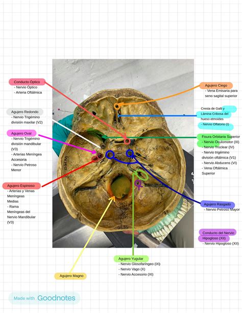 SOLUTION Anatom A Cabeza Y Cuello Studypool