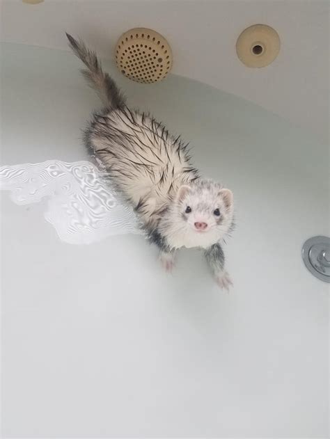 Should I Buy My Ferret From Petco Ferrets