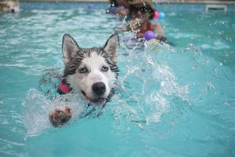 Piscinas Para Perros En Madrid IFEMA MADRID