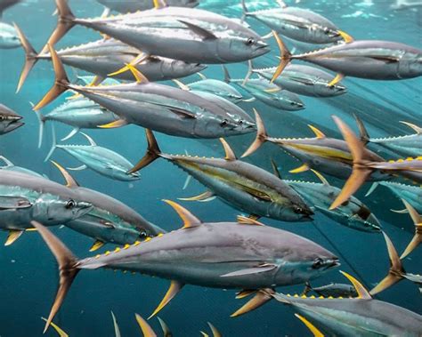 YELLOWFIN TUNA — secret seafood society
