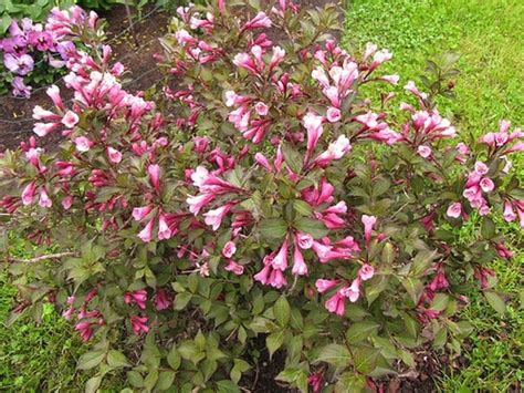 Вейгела: посадка и уход в открытом грунте, размножение растения