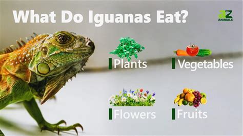Is Iguana Safe To Eat At Tracey Parmelee Blog