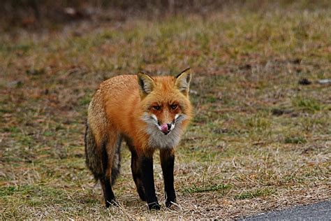 Red Fox nj | David Fitzpatrick | Flickr