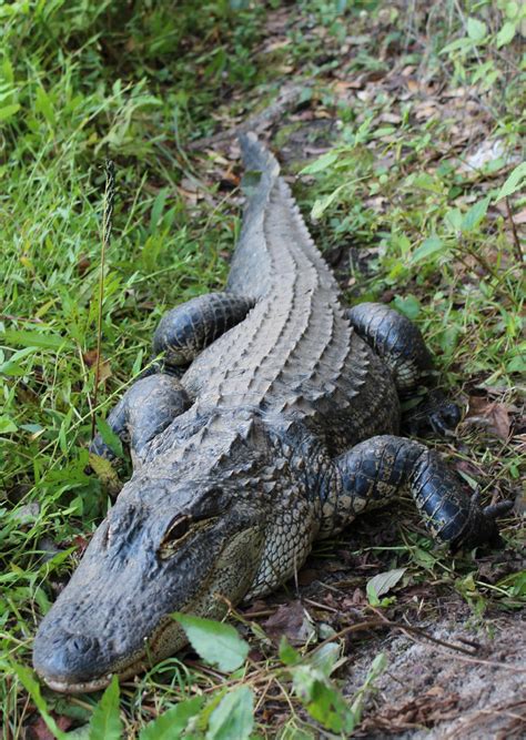 North Carolina Wildlife Resources Commission proposes alligator hunting season