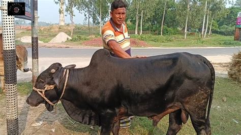 15102023 নাটোর ও রাজশাহীর খামারীর কেনা ষাঁড় ও হাড্ডিসার গাভী গরু