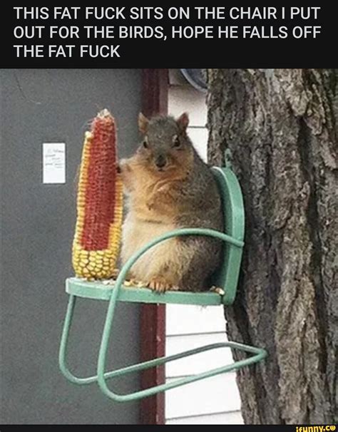 This Fat Fuck Sits On The Chair I Put Out For The Birds Hope He Falls Off The Fat Fuck I I Ifunny