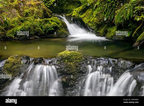Wa20849 00 Washington Cascade Creek Falls In The Quinault Valley