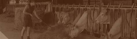 Le cycle productif le bien être de la Blonde D Aquitaine devient qualité