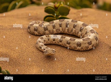 Horned Adder Bitis Caudalis In The Namib Desert Np Namibia Stock