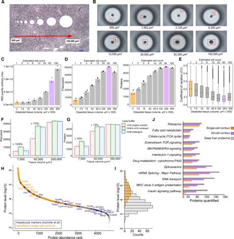 A framework for ultra-low-input spatial tissue proteomics: Cell Systems