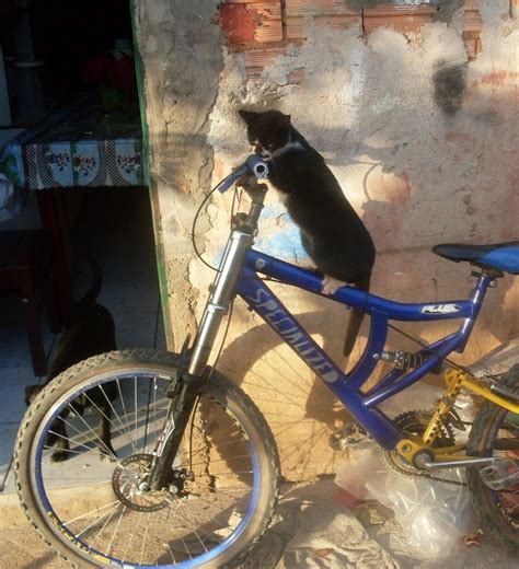 cat at a cat riding a bike in Belo Horizonte, Brazil - photo by ...