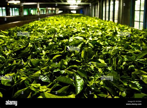 Blue field tea gardens tea factory Stock Photo - Alamy