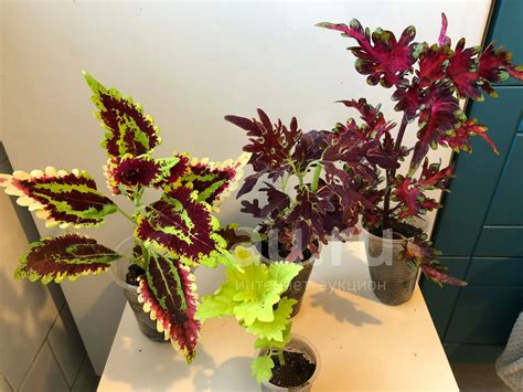Колеусы — купить в Красноярске. Горшечные растения и комнатные цветы на ...