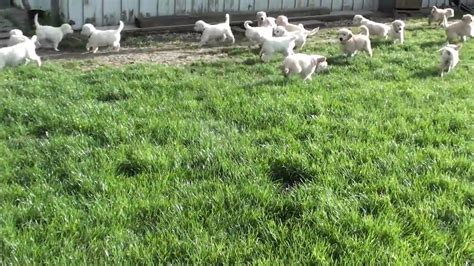 Schwarm von Golden Retriever Welpen - One News Page VIDEO