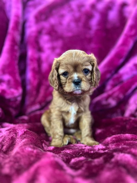 Jessica Patty - Cavalier King Charles Spaniel Puppies For Sale In Eldred, PA - Born on 12/04/2024