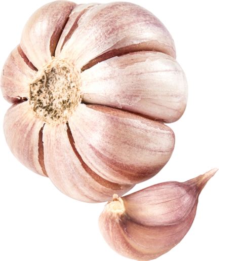 Garlic Png Transparent Images Free Download Pngfre