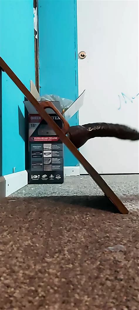 Andre La Femboy Free Gay Crossdresser HD Porn Video B XHamster