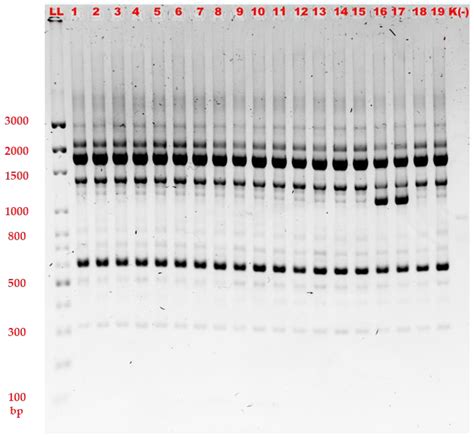 Gels Free Full Text Agarose Gel Electrophoresis Based RAPD PCRAn