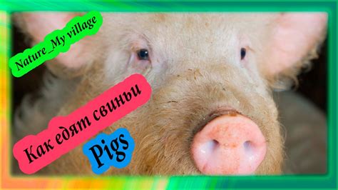 Как едят свиньи - YouTube