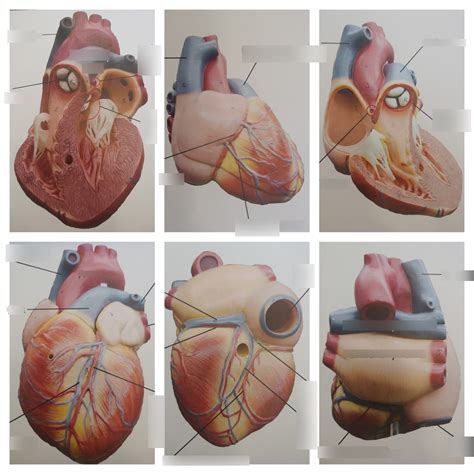 Heart Model Lab Diagram Quizlet