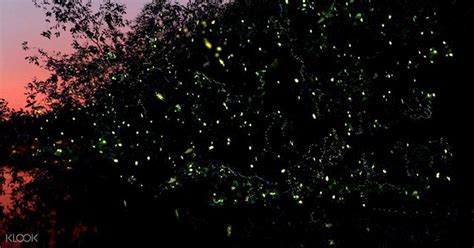 Coron Glittering Fireflies And Bioluminescence Night Tour Klook Australia