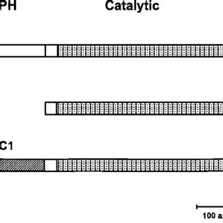 Expression of PDK1 activates PKB, PKB- ⌬ PH, and C1-PKB- ⌬ PH in vivo.... | Download Scientific ...