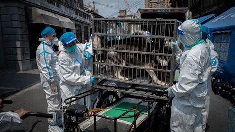 Chinese Authorities Crack Down On Dogs After A Rottweiler Mauls A