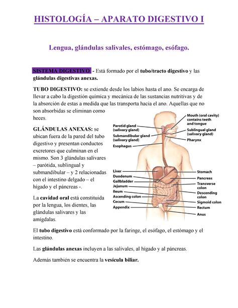 Sistema Digestivo I Afssfaasf HistologÍa 3 Aparato Digestivo I